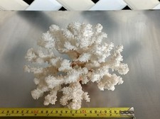 Natural large white for sale  GLOUCESTER