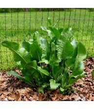 Fresh organic horseradish for sale  Hayes