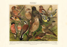 Housebirds historical print for sale  Shipping to Ireland