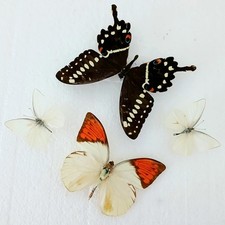 Butterfly collection set for sale  SLEAFORD