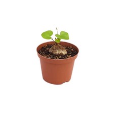 Dioscorea elephantipes d'occasion  Fresnes