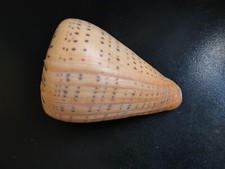 Conchiglia shell conus usato  Piombino