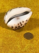 Conchiglia oceanica ciprea usato  Fara in Sabina