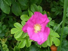 hedge rose for sale hedge rose for sale MOELFRE