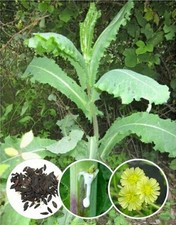 Wild lettuce herb for sale  Houston