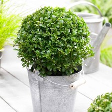 Green mountain topiary for sale  Matthews