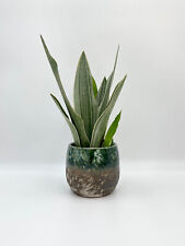 Sansevieria trifasciata metall for sale  LONDON
