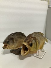 Piranha fish taxidermy. for sale  Stratford