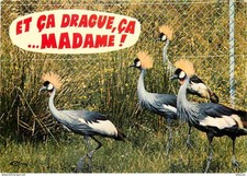 Animaux oiseaux grues d'occasion  Fruges