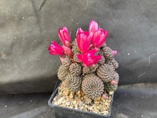 Sulcorebutia heinzii vivaio usato  Massafra
