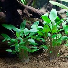 Cryptocoryne wendtii verte d'occasion  Krautergersheim