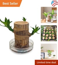 Mini brazilian wood for sale  Dallas