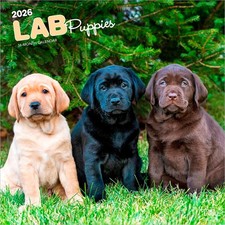 Labrador retriever puppies for sale  Vacaville