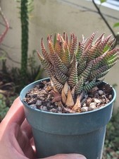 Haworthia reinwardtii var for sale  Aliso Viejo