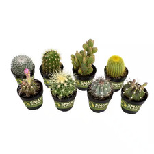2.5 cactus collection for sale  Los Angeles