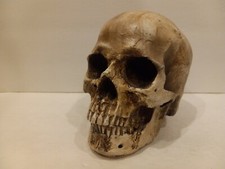Human full size for sale  Kingman