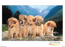 Animaux chiens labrit d'occasion  Fruges