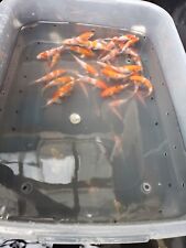 Koi imported japanese for sale  Mount Arlington