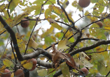 Two persimmon trees for sale  Monroe