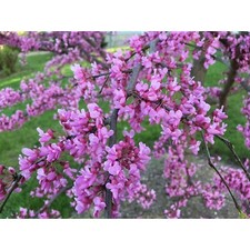 Nice redbud tree for sale  Littleton