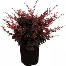 2.5 qt. rose for sale  San Jose