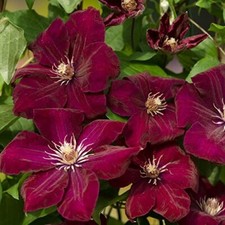 Rouge cardinal clematis for sale  SCUNTHORPE