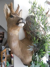 Taxidermie chevreuil d'occasion  Mezzavia