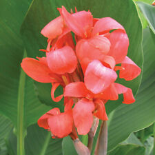 144 canna tropical for sale  Winter Garden