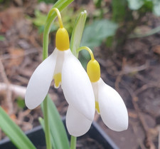 Galanthus dryad gold for sale  STOCKPORT