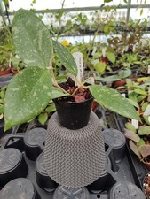 Hoya sp. aff. usato  Roccastrada