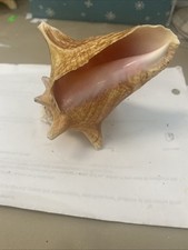 Natural 109mm pink for sale  Sanibel