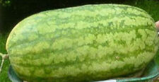 50 Semillas de sandía "Charleston Grey" Sandia gigante comprar usado  Enviando para Brazil