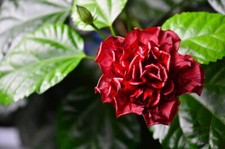Hibiscus rosa sinensis gebraucht kaufen  Forbach