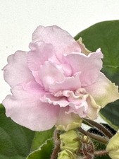 African violet lisova for sale  Hampstead
