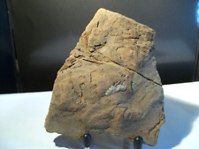 Fossile. écorce bois d'occasion  Gap