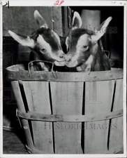 1951 press photo for sale  Memphis
