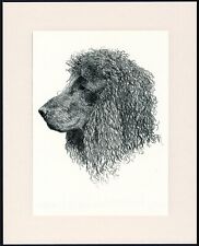 irish water spaniel for sale  COLEFORD