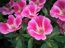 Clarkia farewell spring for sale  Berwyn