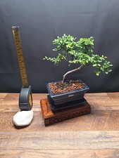 Shape chinese elm for sale  PETERBOROUGH