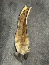 Giraffe leg pelt for sale  Hatboro