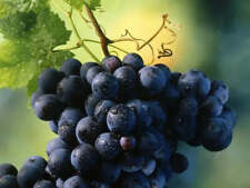 Vitis labrusca uva usato  Napoli