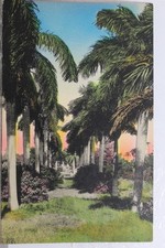 Cartão postal Florida FL Royal Palm Trees antigo vintage cartão vista lembrança padrão PC comprar usado  Enviando para Brazil