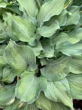 Hosta regalia plantain d'occasion  Expédié en Belgium