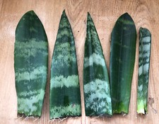 5pcs snake plant for sale  Baldwin Park