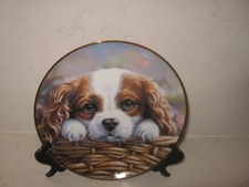 Cavalier king charles for sale  WELLINGBOROUGH