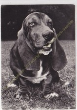 Rppc photo chien d'occasion  Expédié en Belgium