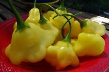 Usado, Fantasia Aji - sabor fantástico comprar usado  Enviando para Brazil