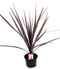 Cordyline australis red for sale  CRAIGAVON