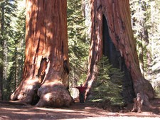 Semi sequoia gigantea usato  Monreale