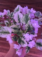 African violet rambling for sale  Cedar Park